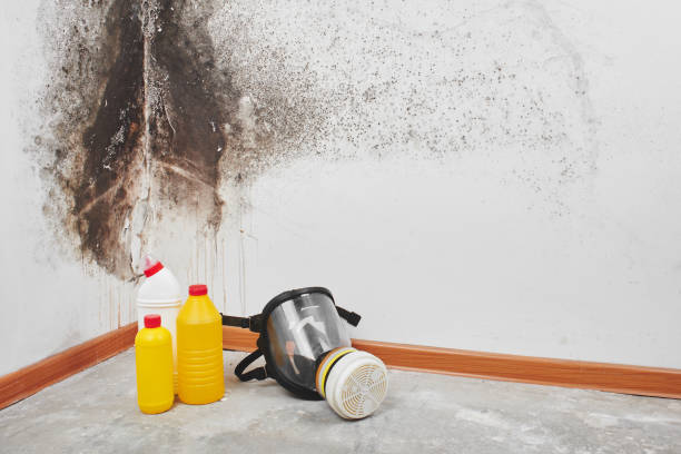 Best Best Mold Removal Companies  in Cabin John, MD