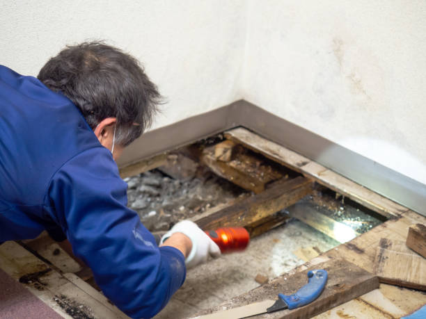 Best Mold Remediation  in Cabin John, MD