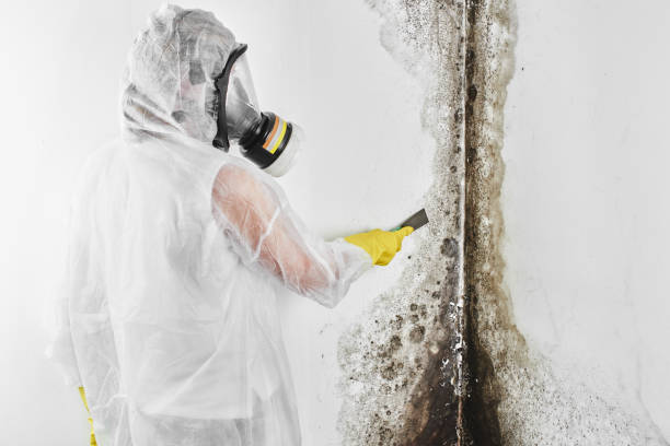Best Mold Testing  in Cabin John, MD