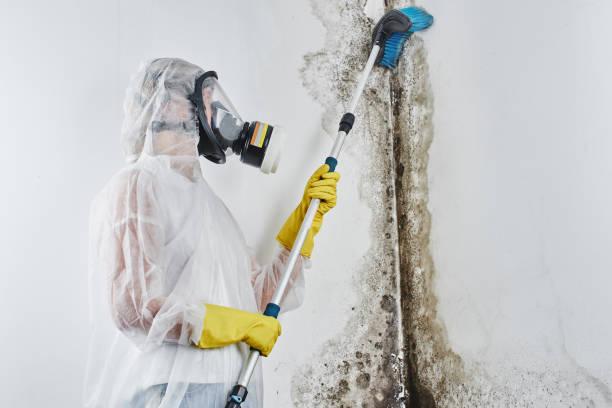 Trusted Cabin John, MD Mold Removal Experts