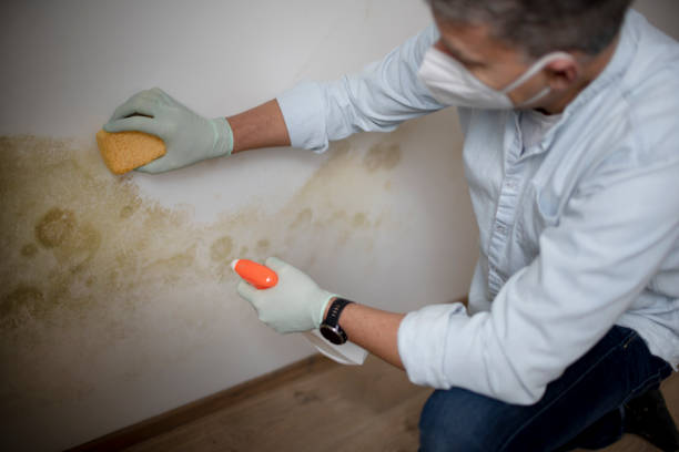 Best Fast Mold Removal  in Cabin John, MD