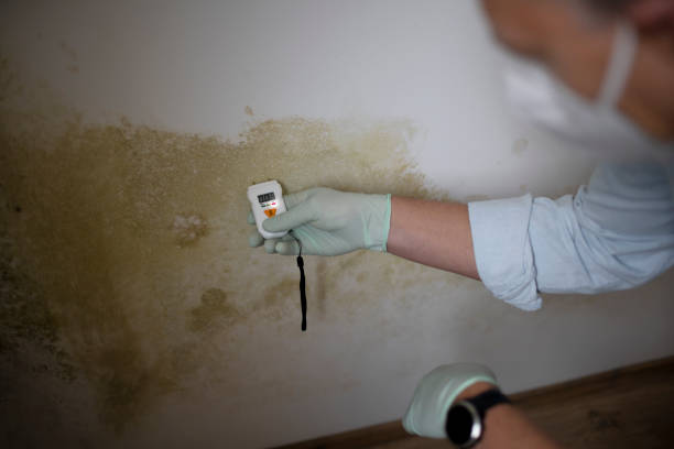 Best Black Mold Removal  in Cabin John, MD