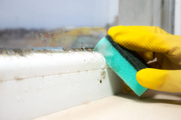 Trusted Cabin John, MD Mold Removal Experts