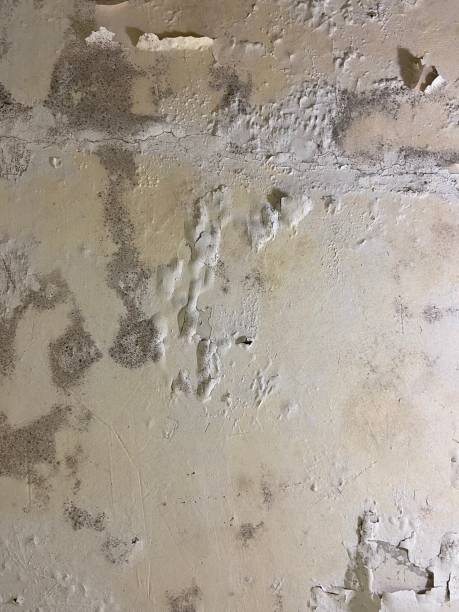 Best Crawl Space Mold Removal  in Cabin John, MD