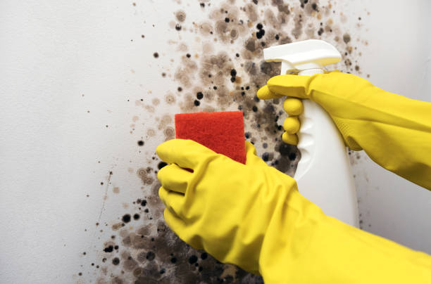 Best Black Mold Removal  in Cabin John, MD