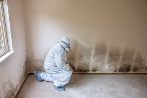 Best Professional Mold Removal  in Cabin John, MD