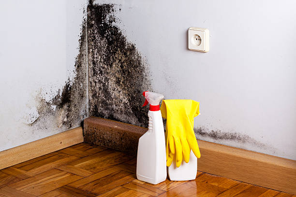 Best Mold Cleaning Services  in Cabin John, MD