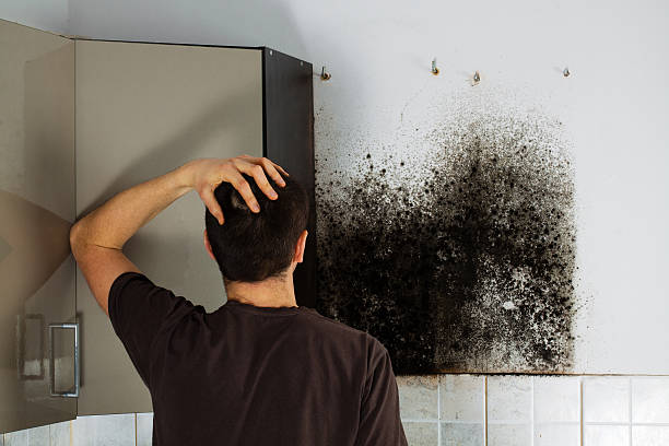Best Office Mold Removal Services  in Cabin John, MD