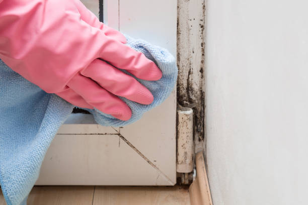 Best Affordable Mold Removal  in Cabin John, MD