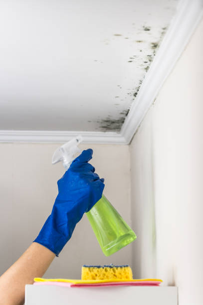 Office Mold Removal Services in Cabin John, MD