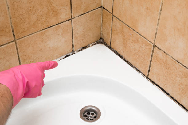 Best Residential Mold Removal  in Cabin John, MD